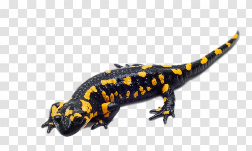 Spotted Salamander Reptile Fire Barred Tiger - Gecko - HD Giant Transparent PNG