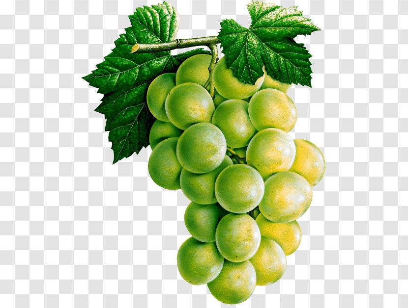 White Wine Common Grape Vine Juice - Seedless Fruit - Image Download Picture Transparent PNG