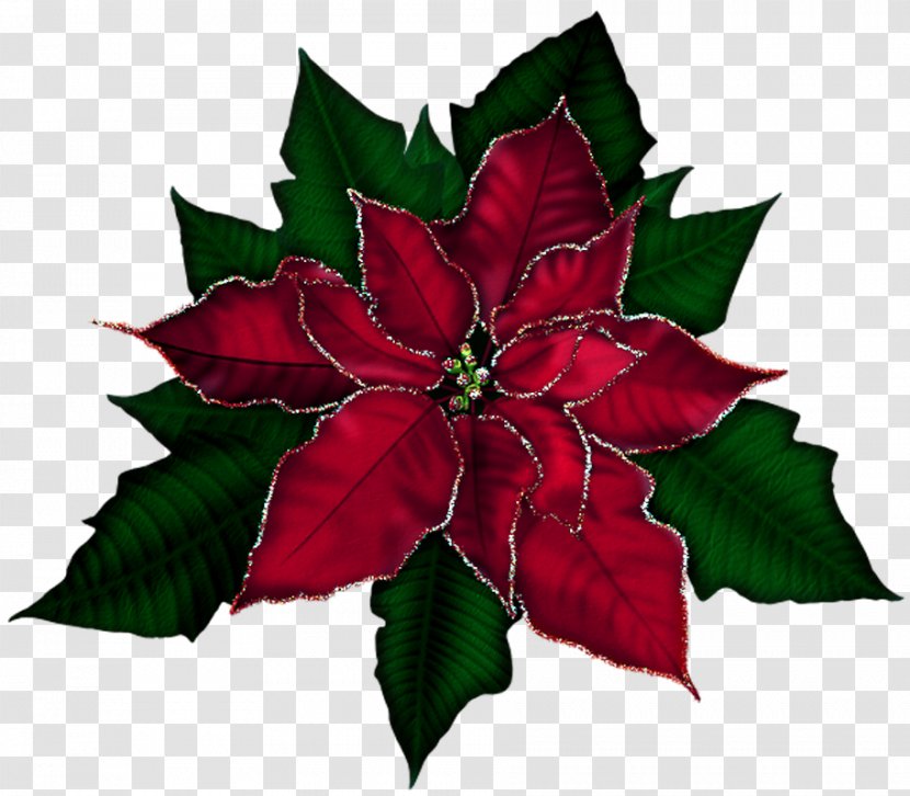 Poinsettia Christmas Clip Art - Flowering Plant - Cliparts Transparent PNG