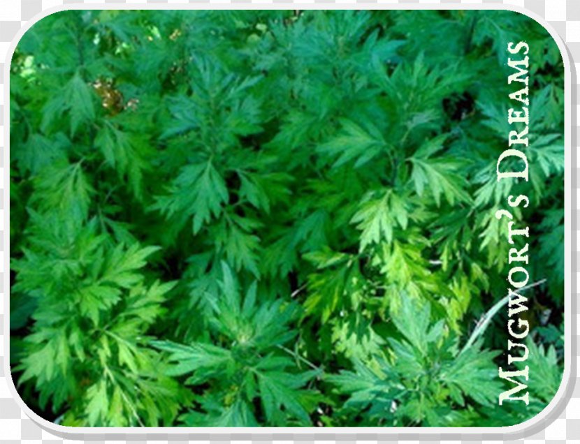 Parsley Mugwort Moxibustion Herb Artemisia Verlotiorum - Argyi Transparent PNG