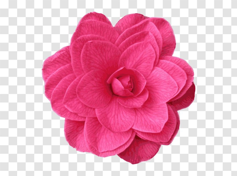 Clip Art - Herbaceous Plant - Pink Camellia Transparent PNG