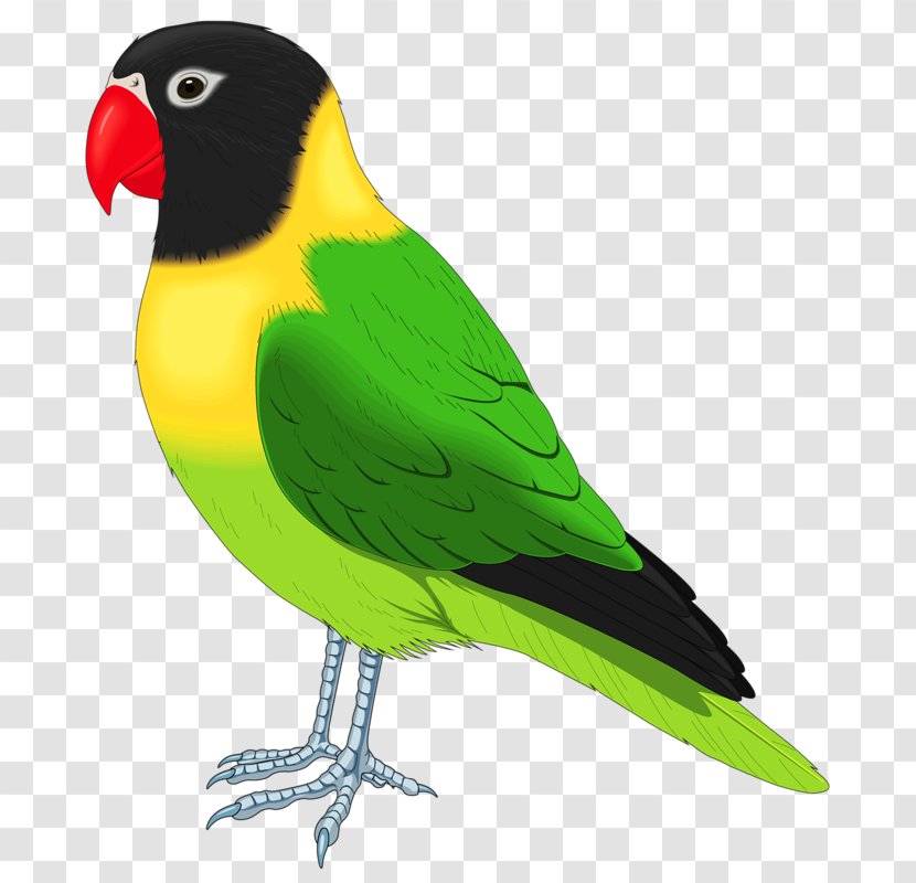 Lovebird Parrot Budgerigar Cockatiel - Birdcage Transparent PNG