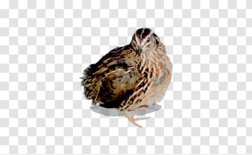 Common Quail California Gambel's Egg - Poultry Transparent PNG