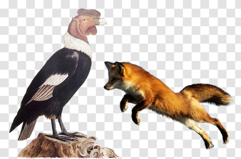 Red Fox Ape Symbol Evolution - Aves Transparent PNG