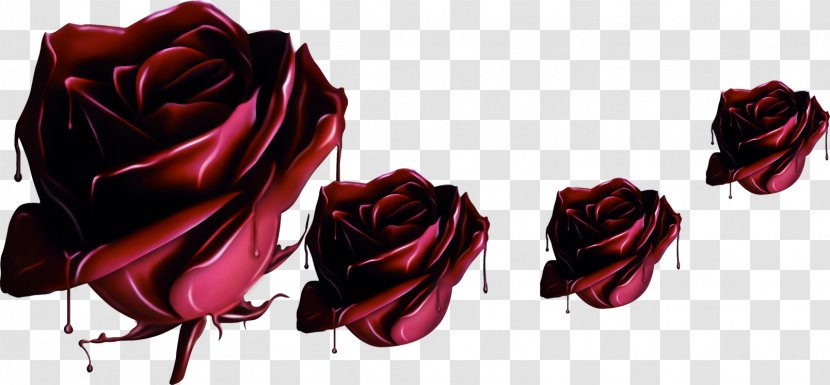 Garden Roses Beach Rose Chocolate Flower - Order - Purple Mysterious Transparent PNG