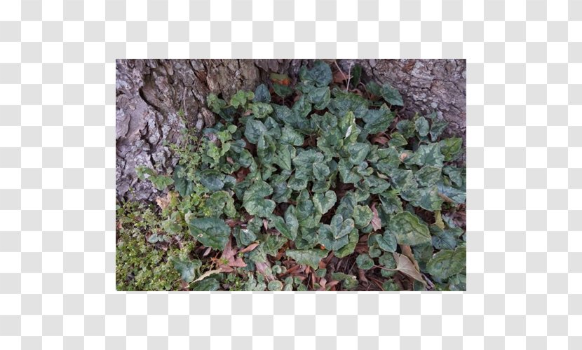 Leaf Herb Groundcover Lawn Subshrub - Grass Transparent PNG