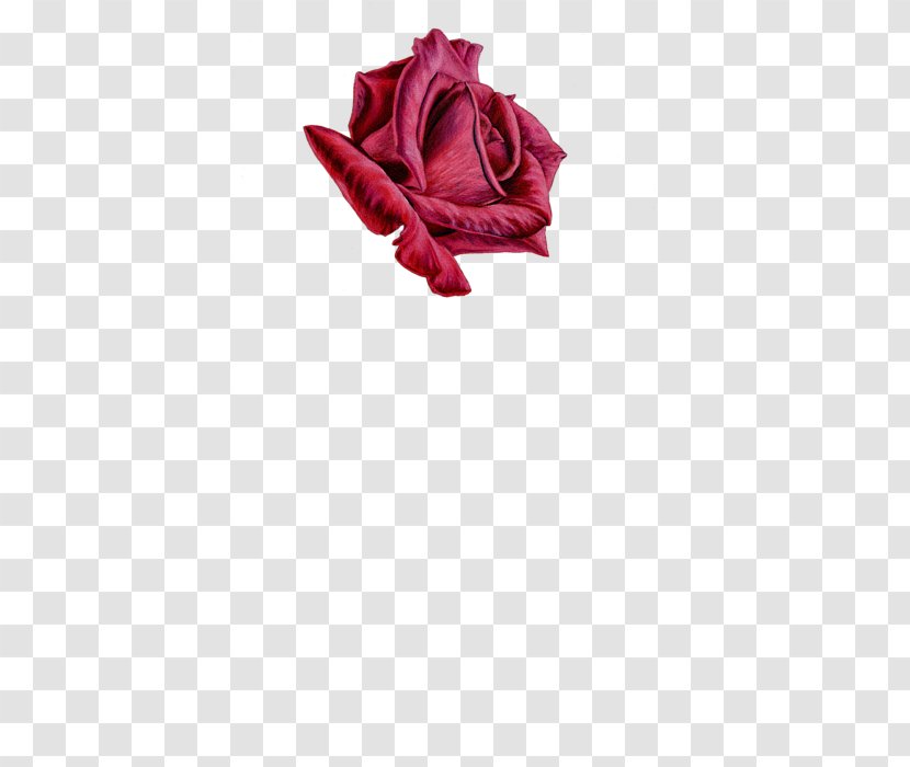 Garden Roses Cut Flowers Petal - Sarah Transparent PNG