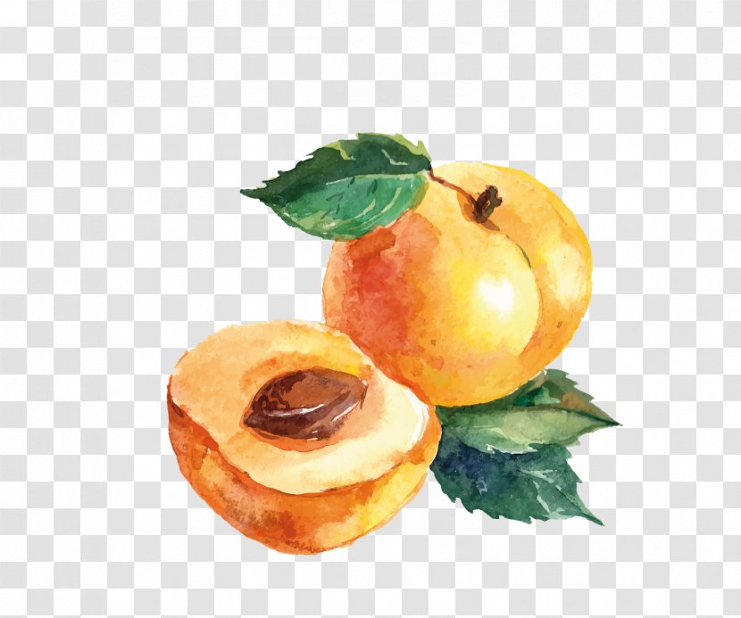 Watercolor Painting Drawing Apricot Transparent PNG