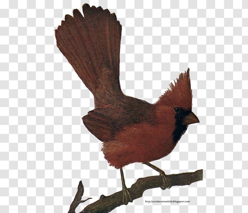 Bird Northern Cardinal St. Louis Cardinals Chicken - Feather Transparent PNG