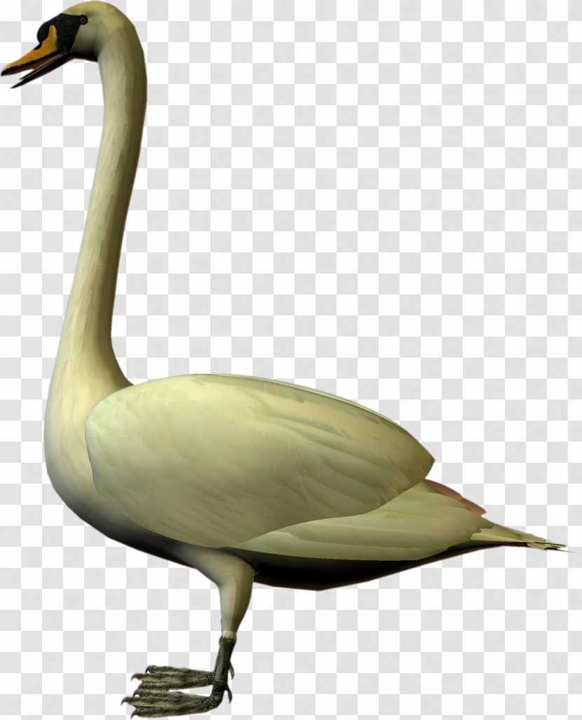 Cygnini Goose Duck Water Bird - Swan Transparent PNG