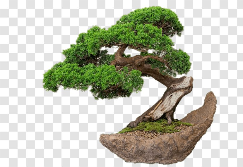 Bonsai Ornamental Plant Weeping Fig Tree Root Transparent PNG