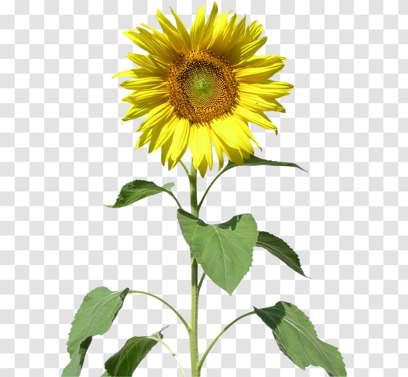 Common Sunflower Raster Graphics Seed Clip Art Transparent PNG