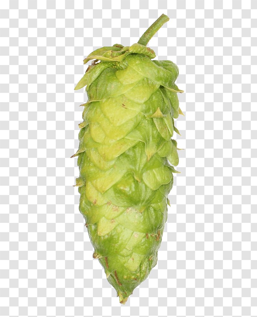 Beer Brewing Grains & Malts Hops Barley Wheat - Rye - Hop Cones Transparent PNG