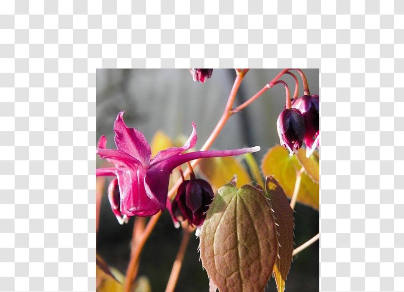 Flower Purple Petal Plant Magenta - Flora - Epimedium Transparent PNG