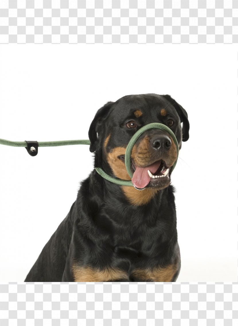 Great Dane Cat Collar Leash Lead - Dog Transparent PNG