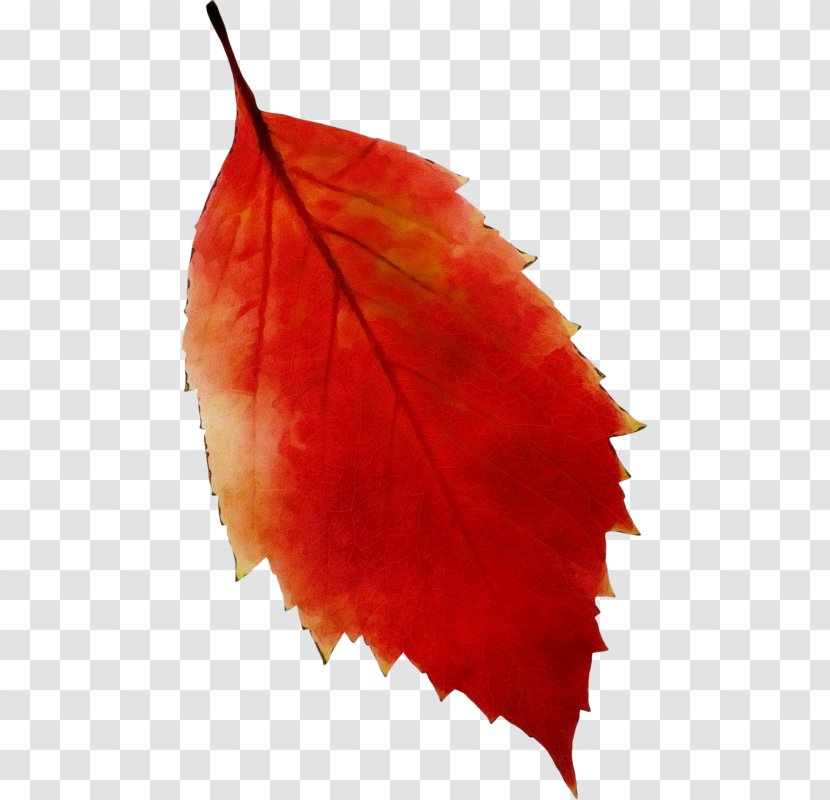 Red Maple Tree - Autumn - Beech Flower Transparent PNG