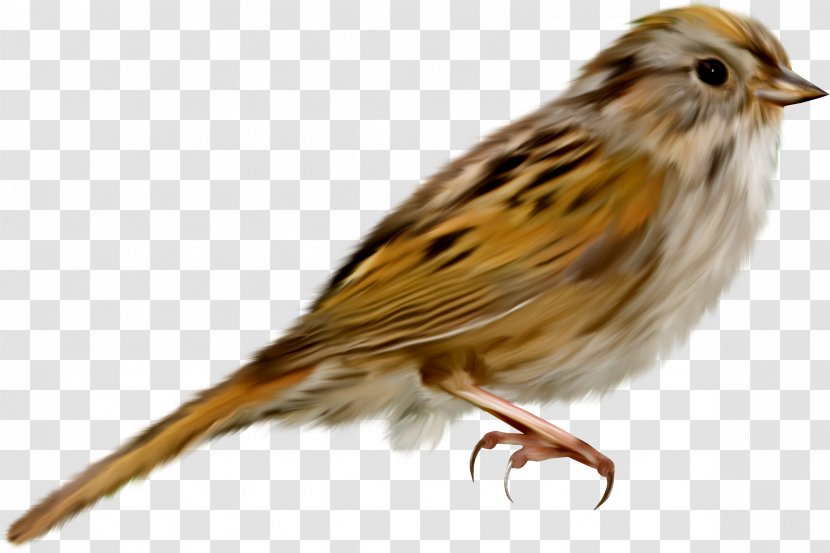 House Sparrow Bird - Emberizidae Transparent PNG