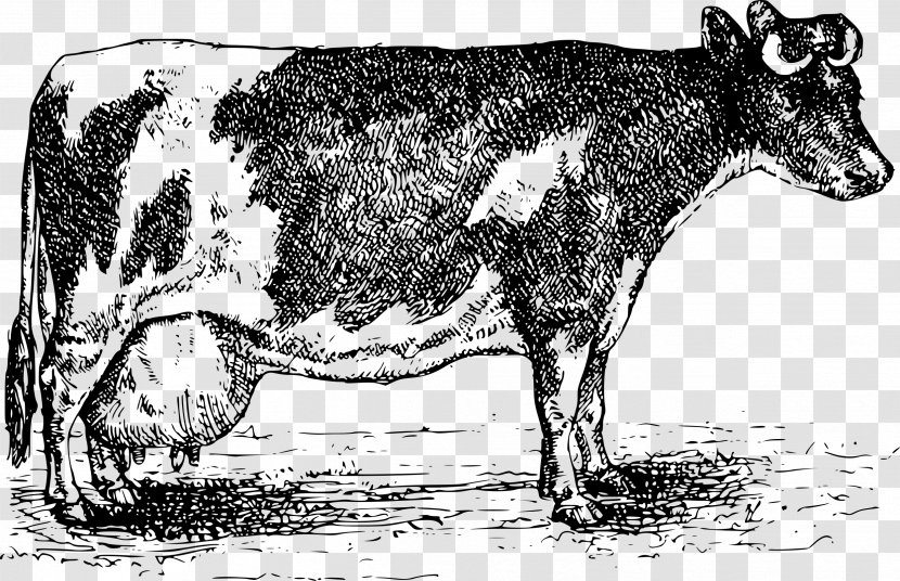 Beef Cattle Jersey Normande Zebu Milk - Dairy Transparent PNG