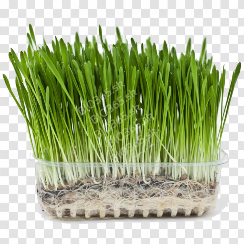 Wheatgrass Plants Chlorophyll Agropyron Health - Plant Transparent PNG