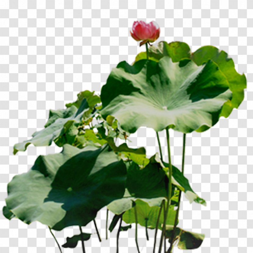 Nelumbo Nucifera Download - Floral Design - Lotus Leaf Transparent PNG