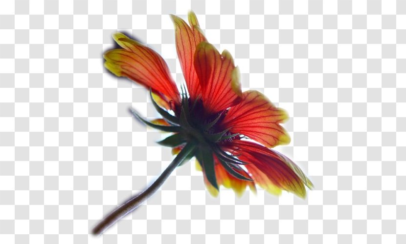 Petal Flower Blog Plant Stem - Orange Sa Transparent PNG