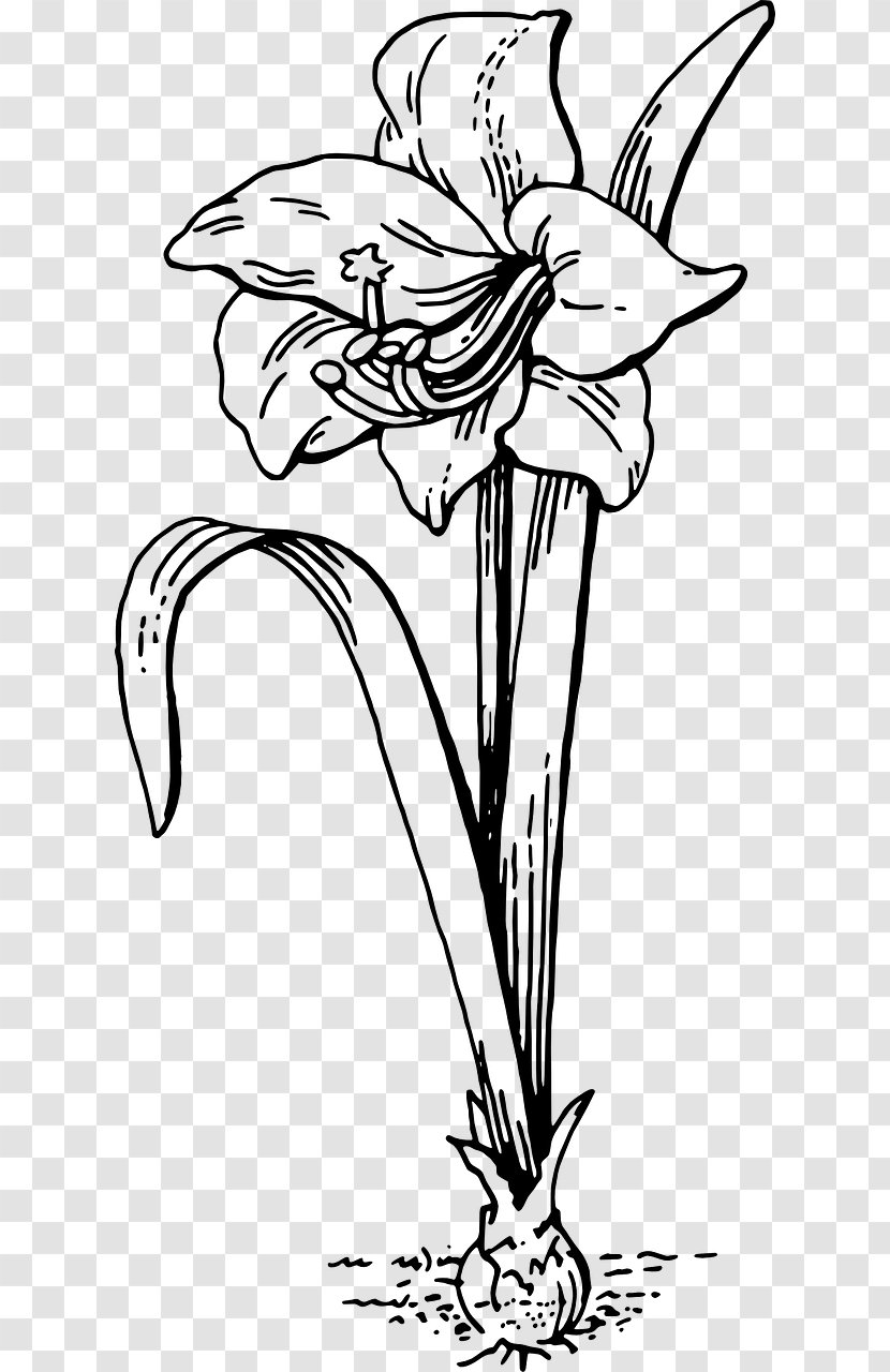 Coloring Book Amaryllis Child - Art - White-lilies Transparent PNG