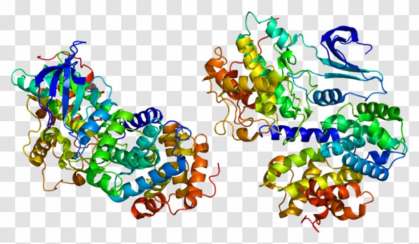 Cyclin A2 Protein Cyclin-dependent Kinase Gene - Genecards Transparent PNG