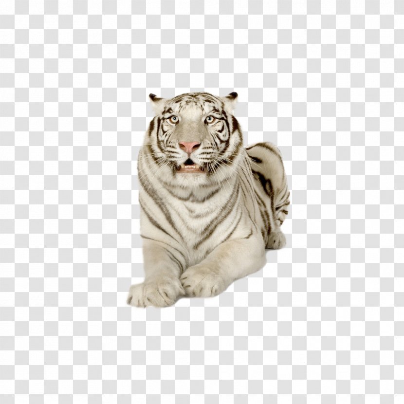White Tiger - Black And Transparent PNG