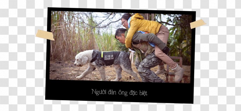 China Disease Dog Mother Woman - Advertising - HÃ¬nh TrÃ¡i Tim Transparent PNG