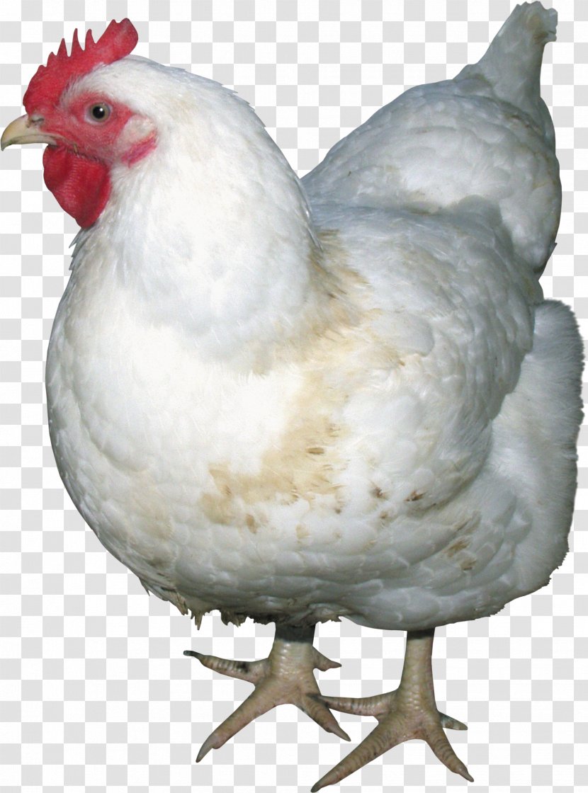 Solid White Poultry - Chicken Meat - Image Transparent PNG