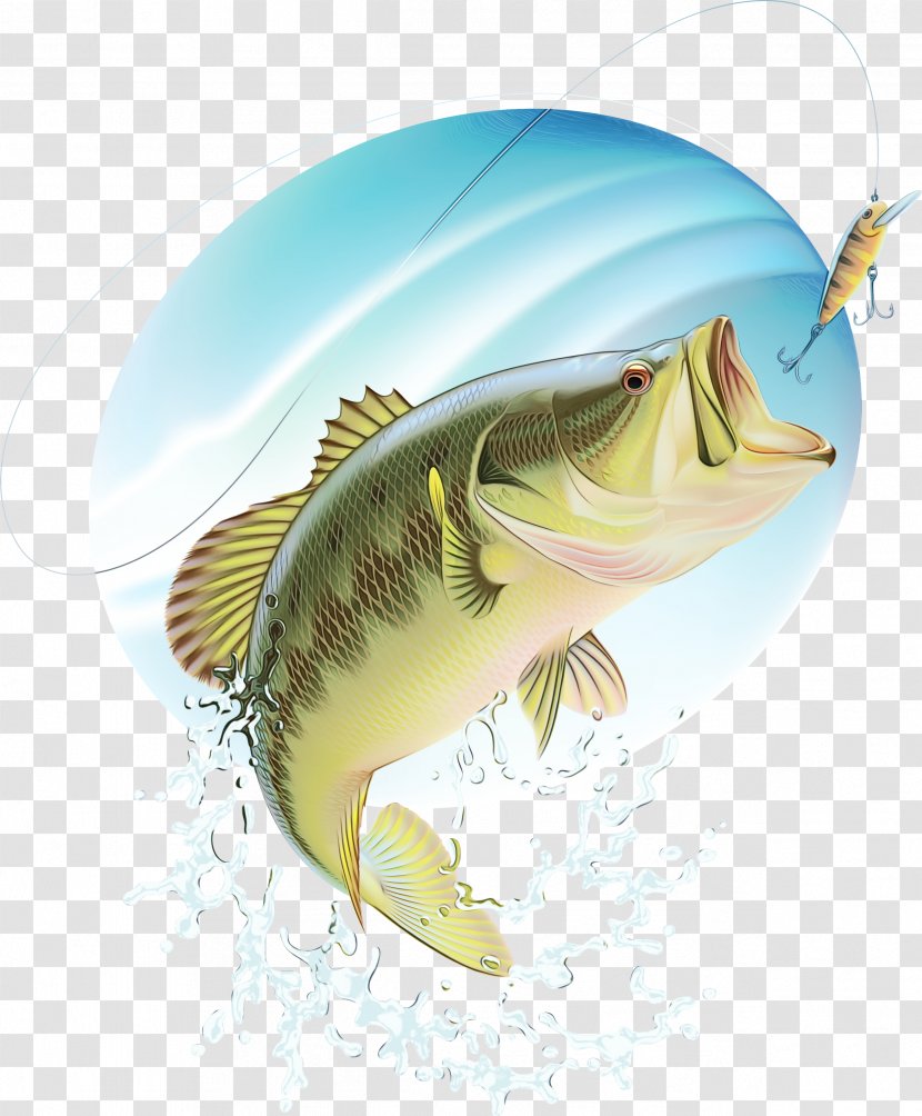 Fish Bass Fin Northern Largemouth - Watercolor Transparent PNG
