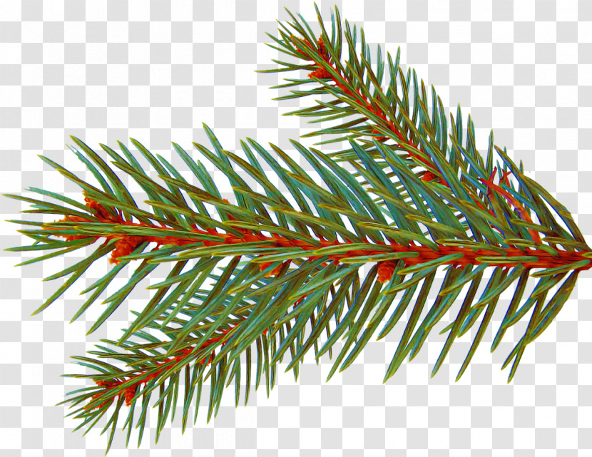 Shortleaf Black Spruce Columbian Spruce Balsam Fir Yellow Fir Colorado Spruce Transparent PNG
