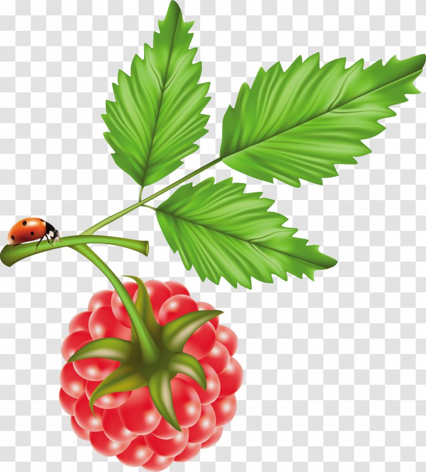 Raspberry Cranberry - Food - Hand-painted Transparent PNG