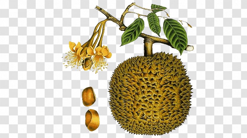Durio Zibethinus Fruit Plants Of Love: The History Aphrodisiacs And A Guide To Their Identification Use Black White Clip Art - Cempedak - Durian Transparent PNG