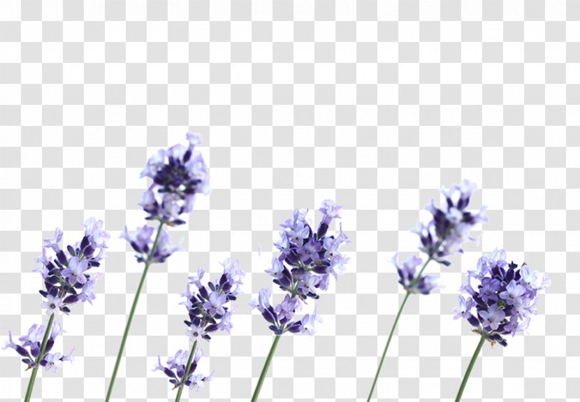 English Lavender French Flower Plant Petal - Herbaceous Transparent PNG