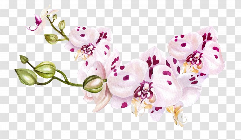 Watercolor Pink Flowers - Flower - Moth Orchid Branch Transparent PNG