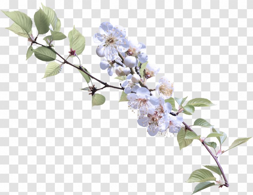 Flower Branch Plant Lilac Flowering - Tree Twig Transparent PNG