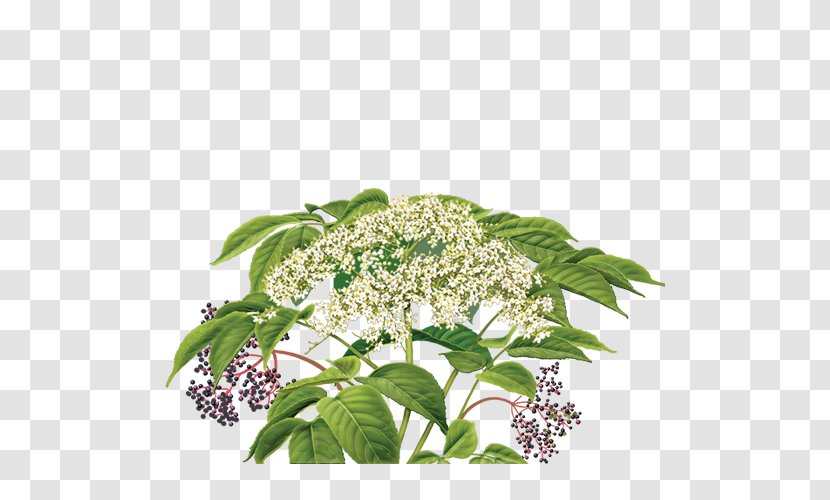 Elderflower Cordial Herbal Tea - Fenugreek - Botanical Flowers Transparent PNG