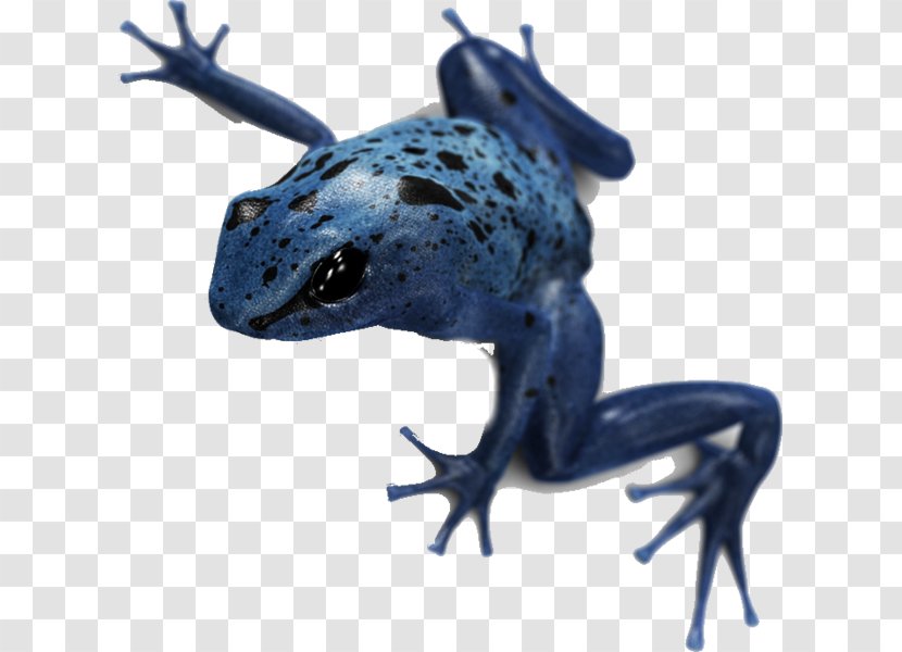 Toad True Frog Blue Poison Dart Vertebrate - Ranidae Transparent PNG