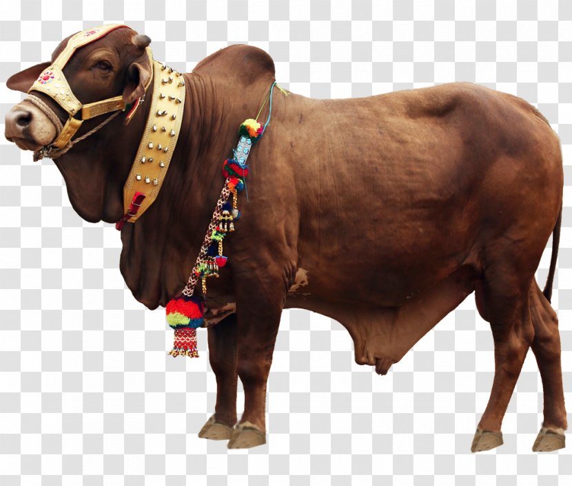 Cattle Qurbani Eid Al-Adha MPEG-4 Part 14 - Bull - Horn Transparent PNG