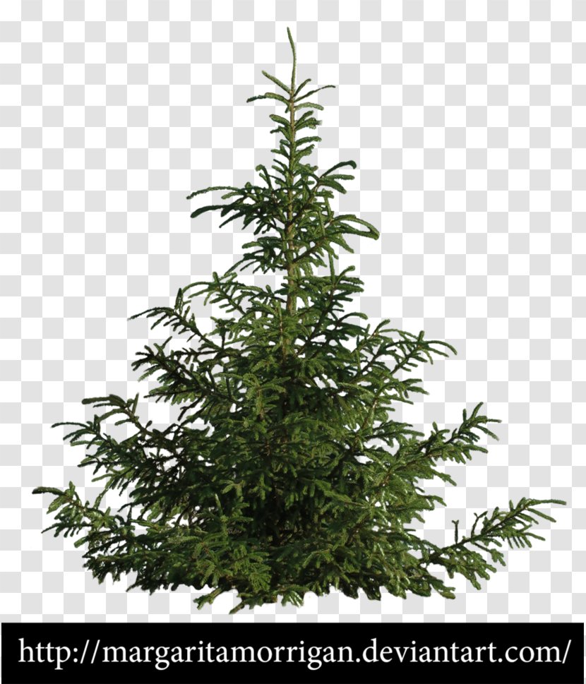 Spruce Fir Tree Pine Shrub - Hemp - Cypress Drawing Transparent PNG