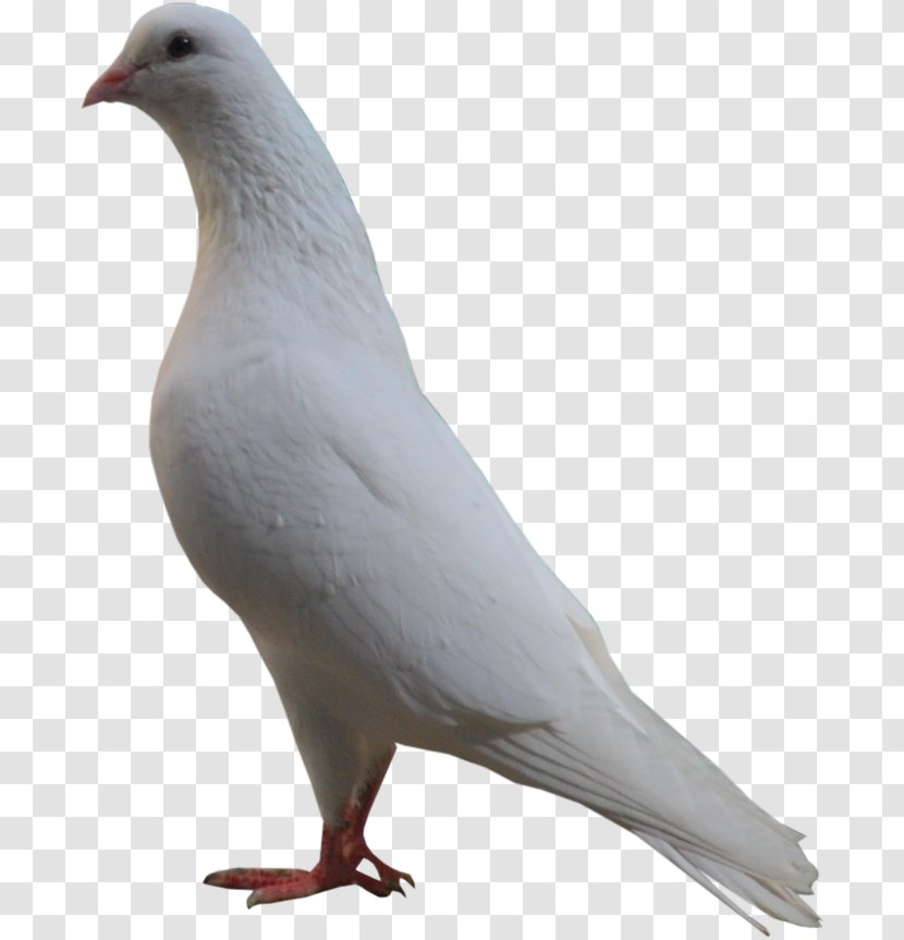 Stock Dove Bird Columbidae - Pigeons 12 0 1 Transparent PNG