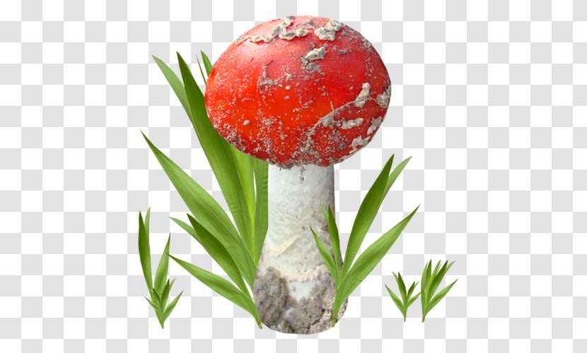 Mushroom Fungus Amanita Pleurotus Eryngii Clip Art - Digital Image Transparent PNG