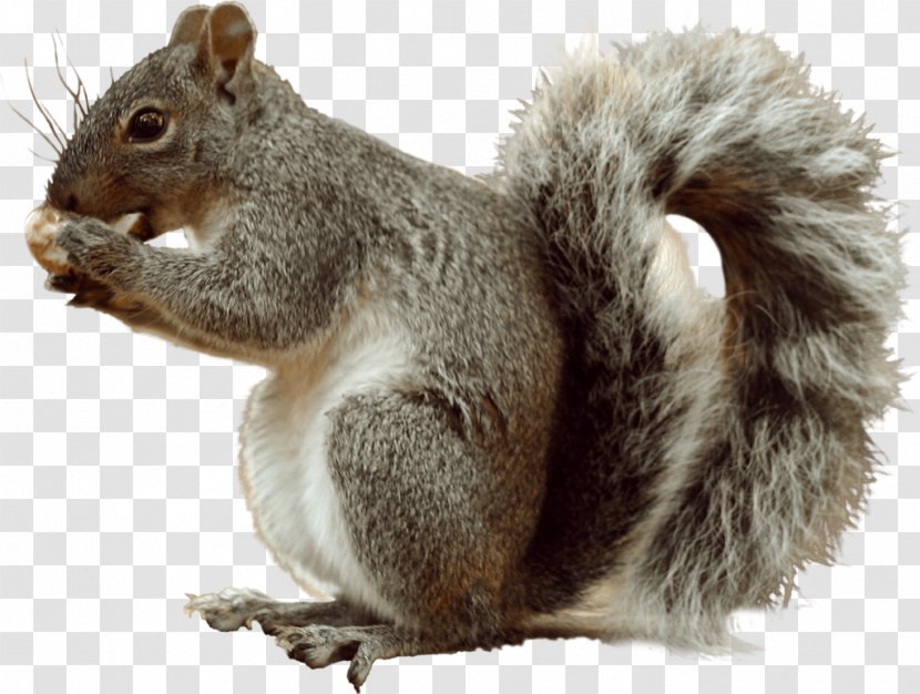Fox Squirrel Eastern Gray Tree - Terrestrial Animal - Sky，squirrel Transparent PNG