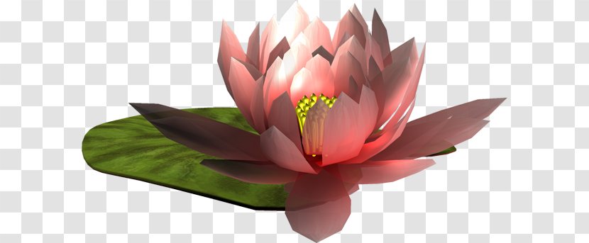 Flower Love Author Garden Roses Water Lily - Plant Transparent PNG