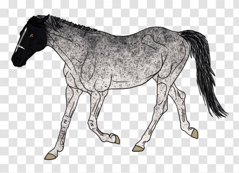 Foal Stallion Mare Colt Mustang Transparent PNG