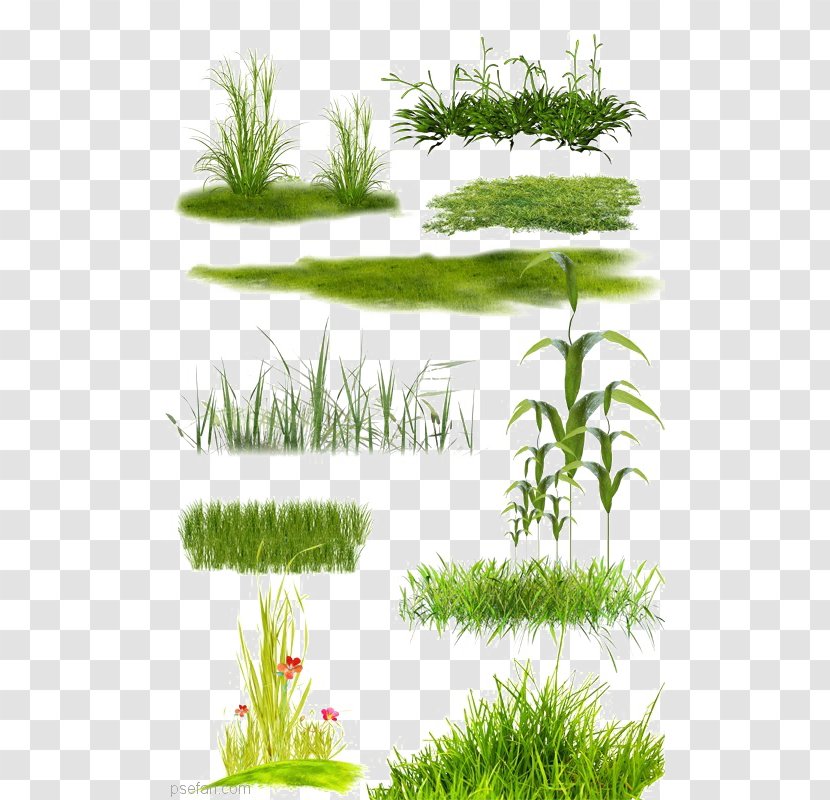 Lawn - Herb - Grassland Collection Transparent PNG