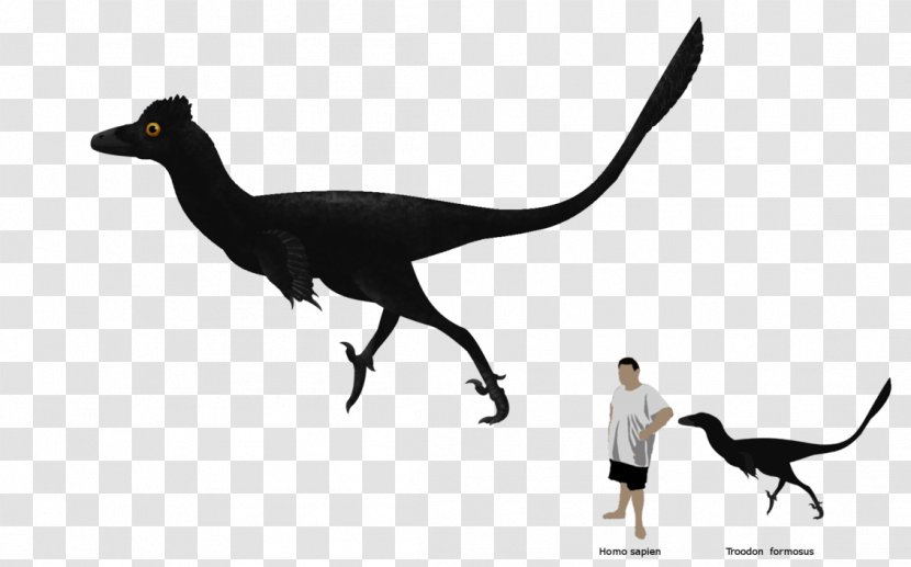 Velociraptor Fauna Beak - Organism - Tail Transparent PNG