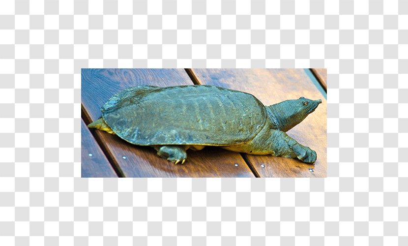 Loggerhead Sea Turtle Common Snapping Box Turtles La Quinta Inns & Suites Transparent PNG