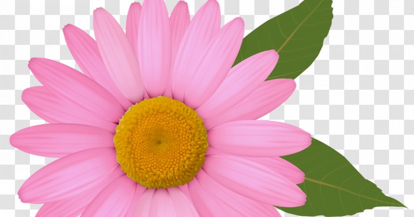 Common Daisy Clip Art - Close Up - Daisies Transparent PNG